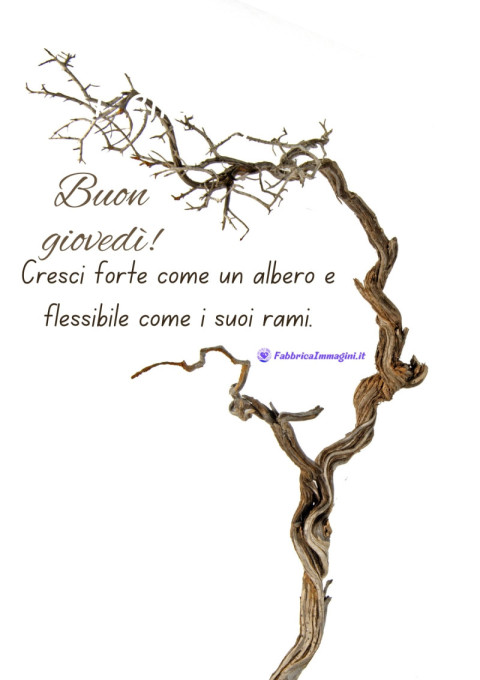 Buon giovedì! Cresci forte come un albero e flessibile come i suoi rami