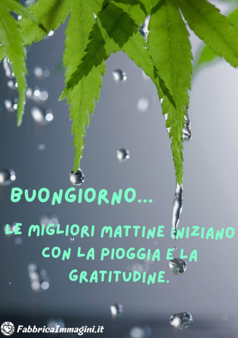 Le migliori mattine iniziano con la pioggia e la gratitudine