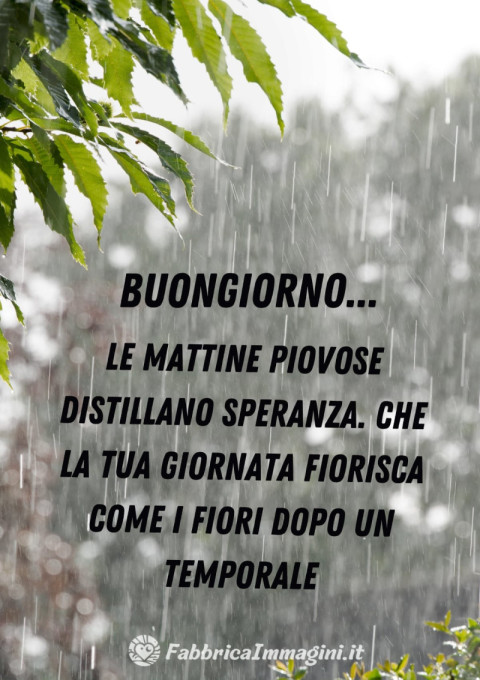 Le mattine piovose distillano speranza Che la tua giornata fiorisca come i fiori dopo un temporale