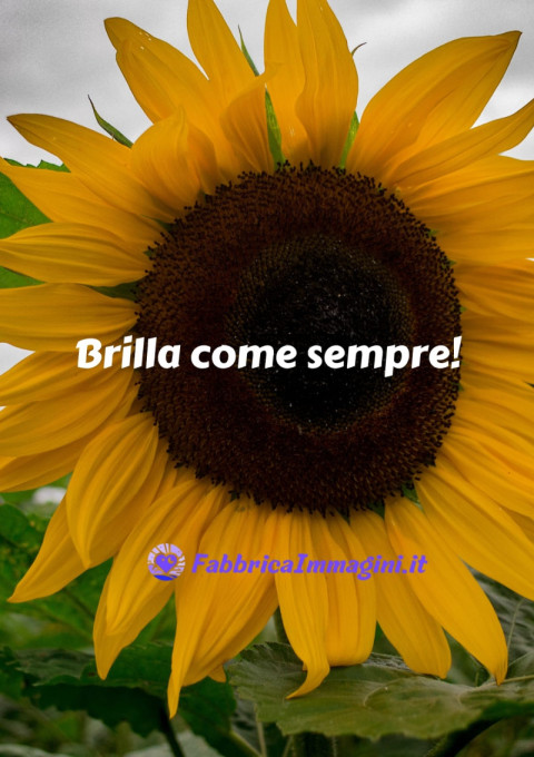 Brilla come sempre!