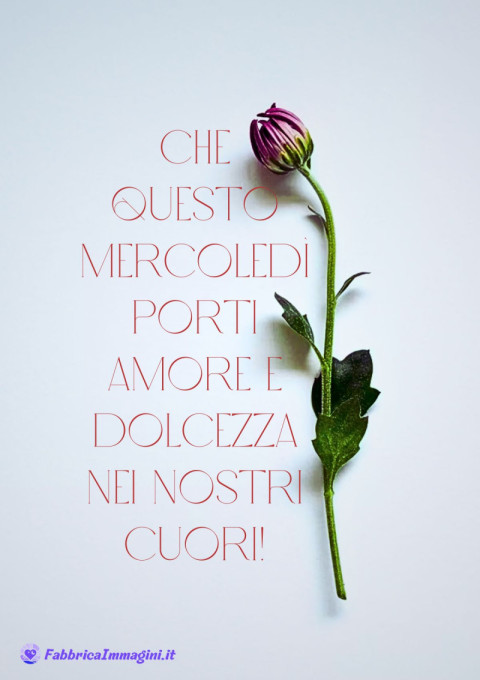 Che questo mercoledì porti amore e dolcezza nei nostri cuori!