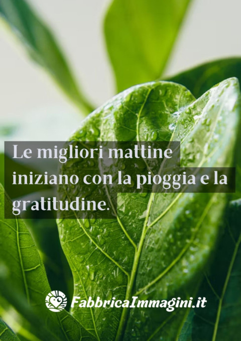 Le migliori mattine iniziano con la pioggia e la gratitudine
