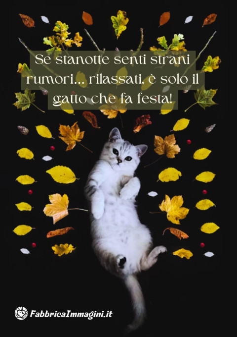 Se stanotte senti strani rumori… rilassati, è solo il gatto che fa festa!