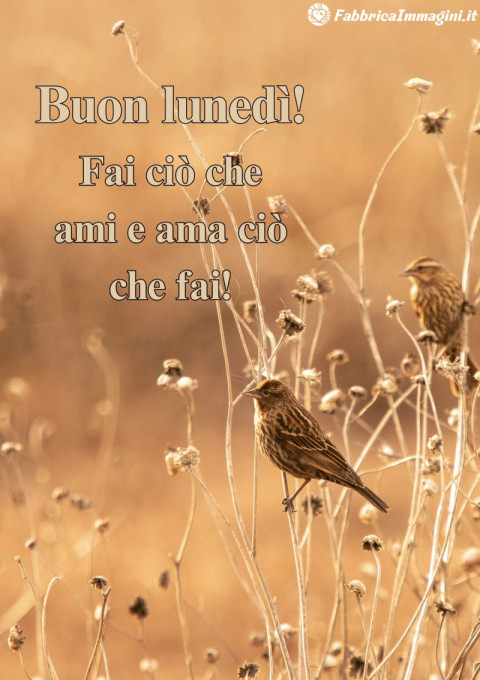 Buon lunedì! Fai ciò che ami e ama ciò che fai!