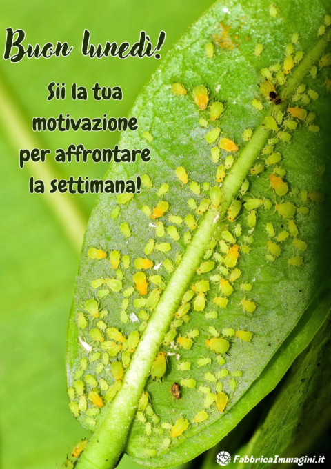 Sii la tua motivazione per affrontare la settimana! Buon lunedì!