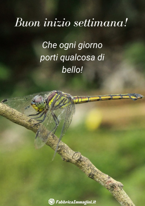 Buon inizio settimana! Che ogni giorno porti qualcosa di bello!