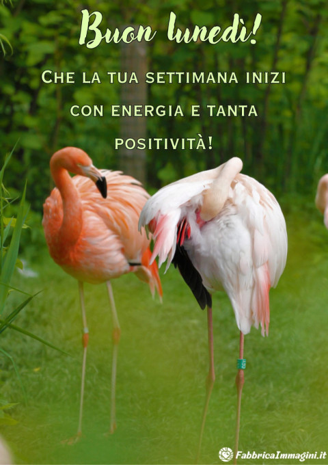 Che la tua settimana inizi con energia e tanta positività!